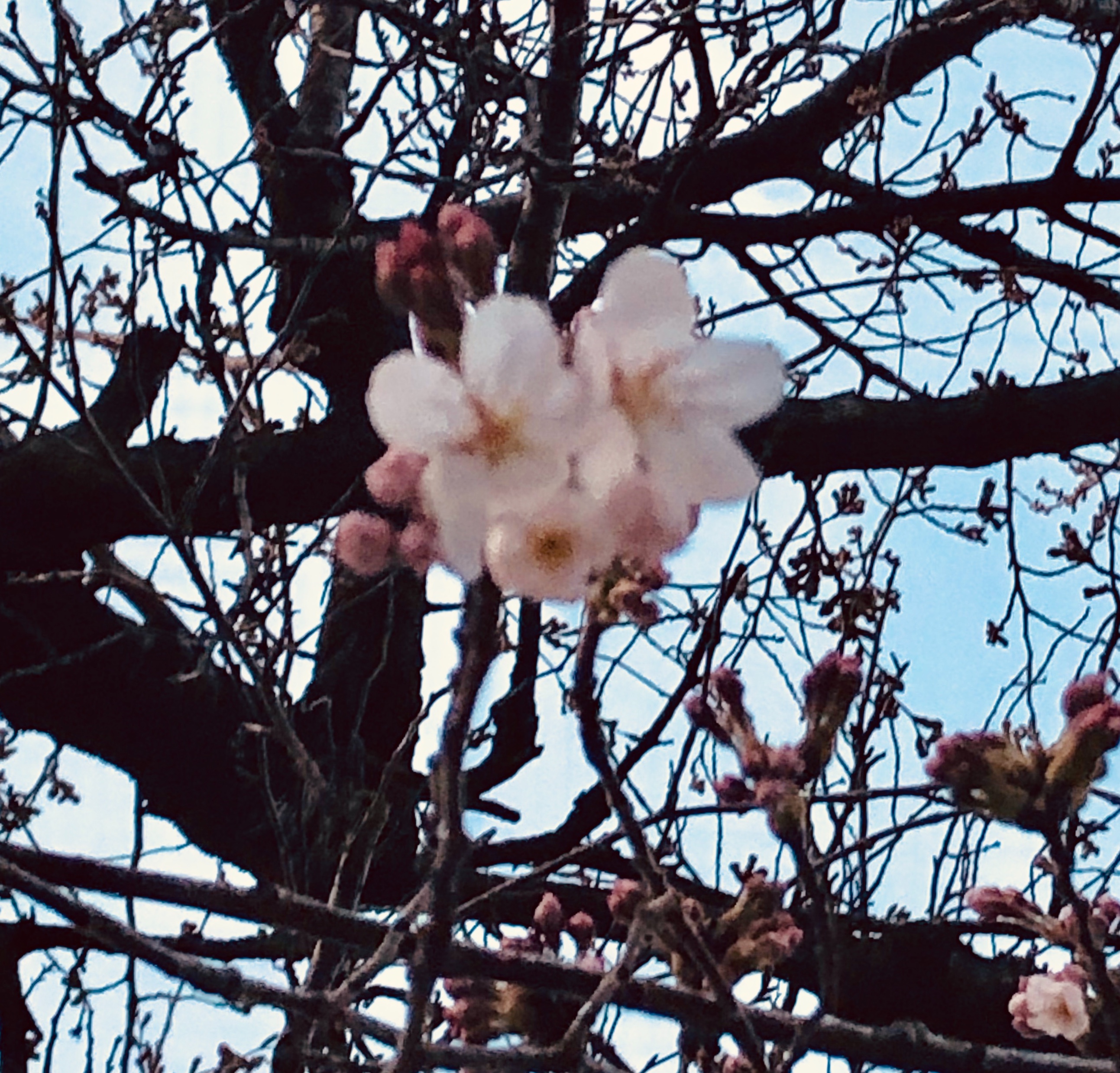 新入生準備登校 正智深谷NEWS 正智深谷高等学校